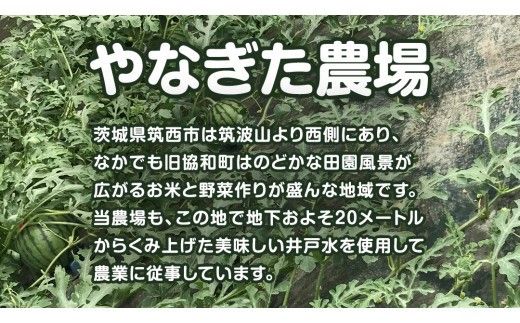 【 地下水100％栽培 】 こだますいか 「 スウィートキッズ 」 5玉入り 先行予約 スウィートキッズ すいか スイカ 小玉スイカ こだまスイカ 西瓜 フルーツ 果物 [DU001ci]