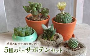 ミニ サボテン セット（5種）［133O07］