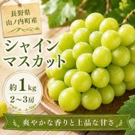 【2026年9月～発送】シャインマスカット約1kg 2～3房 長野県産