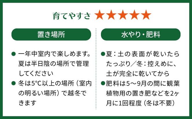 鮮やかなイエローグリーンが美しい 『フィロデンドロン・インペリアルゴールド』 グレースクエアポット付 糸島市 / cocoha 観葉植物 グリーン 緑 インテリア[AWB044]