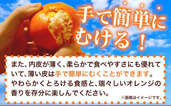【先行予約】【家庭用 訳あり】とろける食感!ジューシー柑橘 せとか 約3kg 約5kg 株式会社魚鶴 《2026年2月上旬-3月中旬頃出荷》 和歌山県 日高川町 みかん 柑橘 果物 フルーツ 送料無料---wshg_uot106_2j3c_25_11000_3kg---