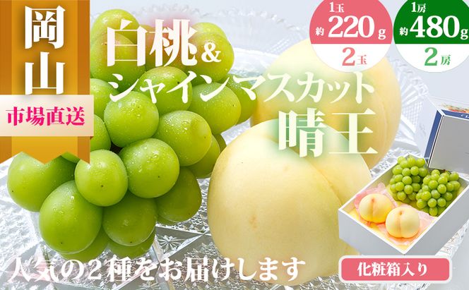 桃 ぶどう 2026年 先行予約 果物 詰合せ 白桃 2玉（1玉220g以上）シャインマスカット 晴王 2房（1房480g以上）化粧箱入り もも 葡萄 岡山県産 国産 フルーツ 果物 ギフト 
