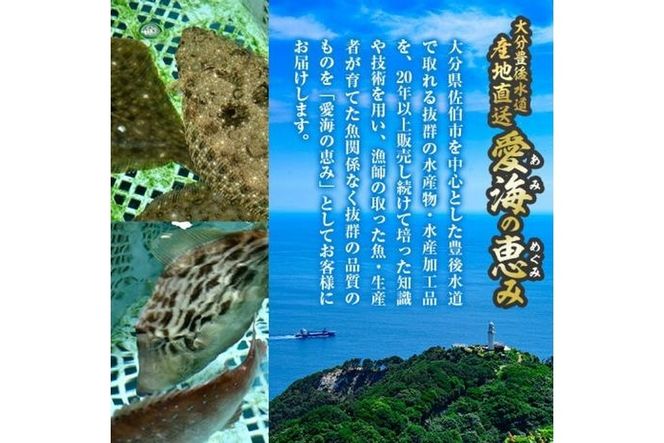 養殖 カンパチ (約3-4kg・1本) 直送 産直 漁師 魚 鮮魚 養殖 カンパチ 間八 白身魚 獲れたて 刺身 煮つけ 唐揚げ 塩焼き 冷蔵 豊後水道 大分県 佐伯市 愛海の恵み【CS23】【 (有)丸昌水産】