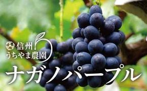 【先行受付】ナガノパープル 約1kg (約2～4房)《信州うちやま農園》■2025年発送■※8月中旬頃～10月中旬頃まで順次発送予定