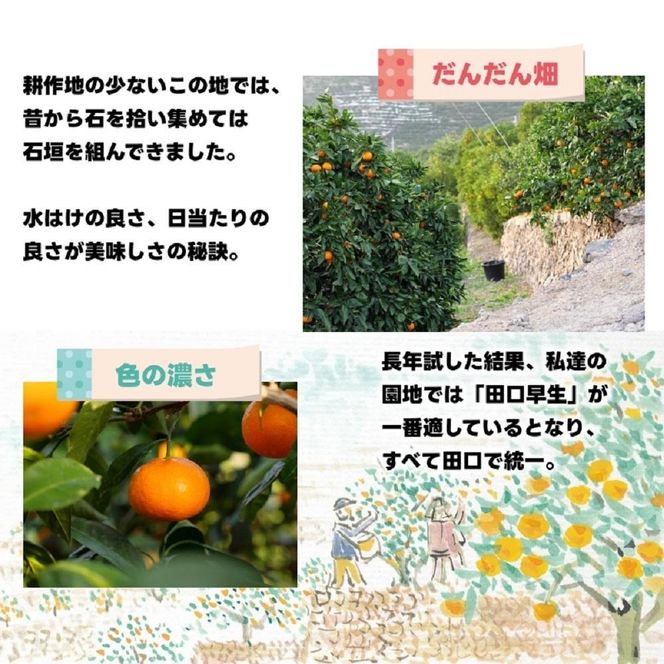 有田みかん しにせの味 約5kg S～2Lのいずれか 秀品または優品  K003