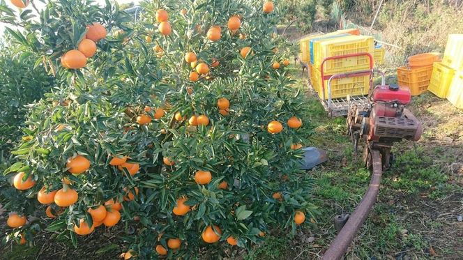 【先行受付】【数量限定】【贈答用】せとか（生果）3kg（2026年2月頃より順次発送） IKTQ009