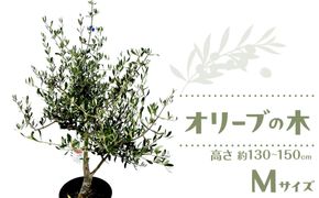 オリーブの木　Mサイズ　高さ約130～150cm 372013_KB002