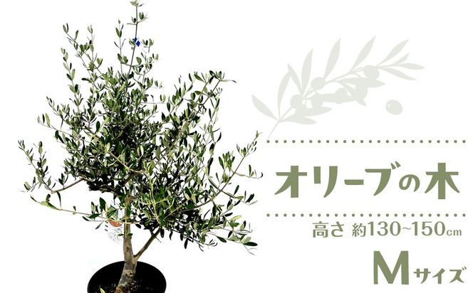 オリーブの木　Mサイズ　高さ約130～150cm 372013_KB002