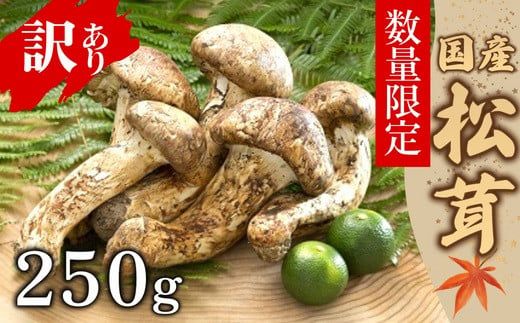 【数量限定】 天然松茸 250g 松茸ご飯、焼き松茸、土瓶蒸しなど 訳あり（簡易包装） F4N-2521