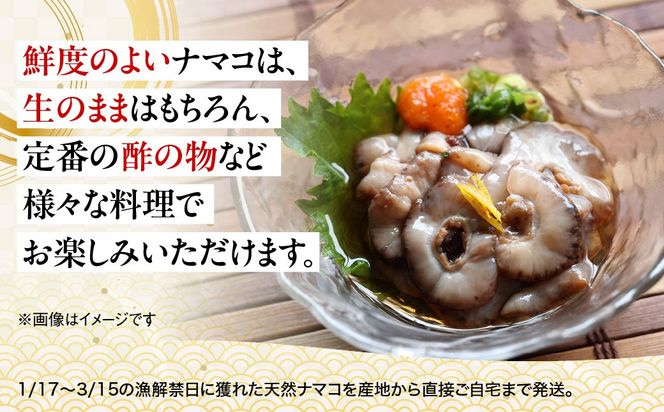 【先行予約】【数量限定】佐田岬海士の生ナマコ 約1kg（2～4匹）※北海道・東北地方・沖縄・離島への配送不可（2027年1月中旬頃より順次発送） IKTJ013