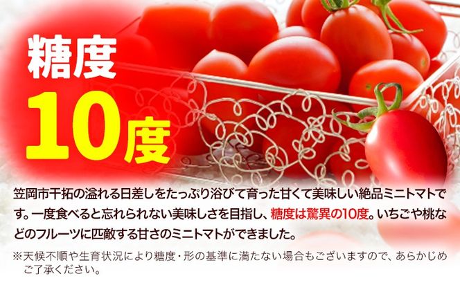 トマト とまと 高糖度トマト ZEPPIN PRM(プレミアム) 2kg 《120日以内に出荷予定(土日祝除く)》甘い トマト フルーツトマト ミニトマト 野菜 フルーツ ハウス フルーツ感覚 甘い おいしい---B-138a---