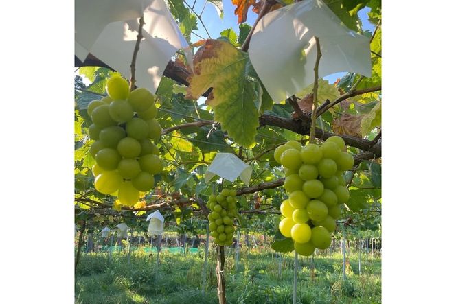 【先行予約／数量限定100】訳ありシャインマスカット 1.4kg以上（2～3房入り）（2026年9月上旬～発送）　FK00020