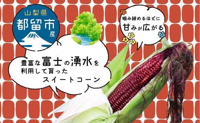GN002【ふるさと納税】【2026年先行予約】山梨県都留市産 紅いスイートコーン 大和ルージュ｜希少な赤いとうもろこし 甘い スイートコーン トウモロコシ 産地直送 送料無料【浅田農園】　