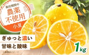 自然栽培小夏 1kg / 柑橘 自然 無農薬 土佐市 【有限会社四万十くじら】 [BQBR013]