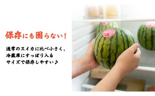 【 訳あり 】 こだますいか 「 ピノ・ガール 」 2玉 2026年産 先行予約 筑西ブランド こだまスイカ 小玉スイカ すいか スイカ フルーツ 果物 [AF081ci]