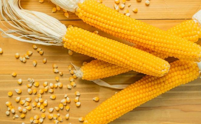 北海道 幕別町 農家が作る芯付 ポップコーン 3本［お菓子 菓子 とうもろこし］