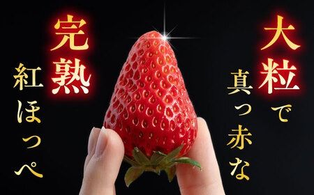 【先行受付】糸島産 紅ほっぺ 800-900g 糸島市 / 平山農園【2026年1月上旬以降順次発送】[AXN001] いちご 苺 イチゴ 紅ほっぺ べにほっぺ フルーツ 果物 旬 期間限定 大粒