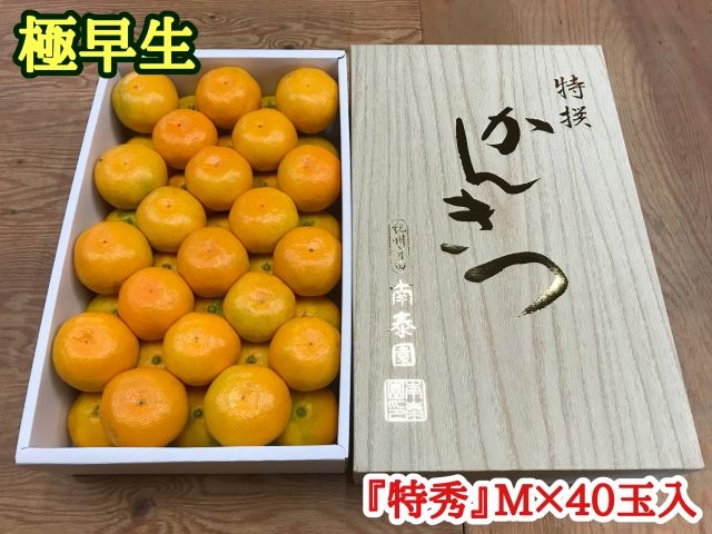 極早生・有田みかん 化粧箱 約3kg『特秀』Mサイズ40玉入_ZF6001n