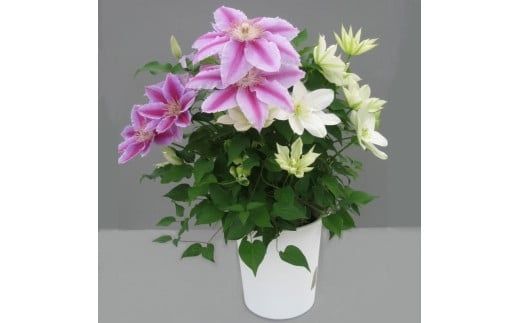 【先行予約】【長谷川園芸】クレマチス６寸２色咲き〔北浜×ドクターラッペル〕１鉢 【母の日 ギフト プレゼント 贈答 花のある生活】(AT214)