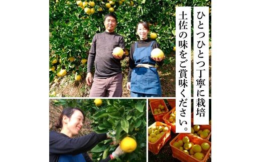 【CF-R7hbk】TKA041　先行予約 土佐の柑橘 土佐文旦 10kg 詰め合わせ 文旦 ぶんたん 10キロ 柑橘 高知県 高知 返礼品 故郷納税 23000円 果物 くだもの フルーツ お取り寄せ 美味しい おいしい ギフト プレゼント 贈答品 贈り物 お歳暮 御歳暮 熨斗 のし 常温