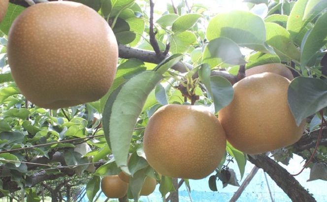 フルーツの里の直売所より 新高梨 5kg ナシ 果物 先行予約 