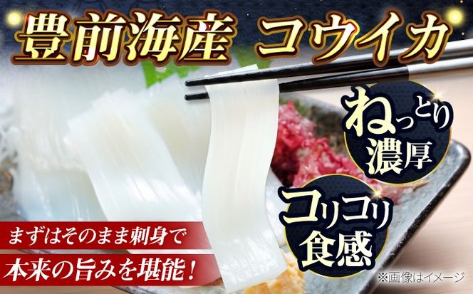 築上町で捕れた コウイカ 約3kg (7〜15杯)《築上町》【明青丸】 いか イカ 海鮮 おつまみ 新鮮 海鮮丼 刺し身[ABCB008]