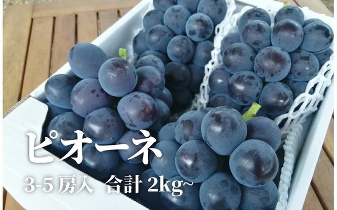 【2026年先行予約】ピオーネとシャインマスカット、たっぷり2kgの2回便！(定期便) (岡山県産)【KF-T005-04】