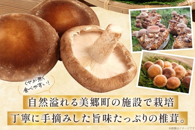 生しいたけ セット 約300g× 2袋 約150g× 2袋 計4袋 約900g [杉本きのこ園 宮崎県 美郷町 31bs0001] 菌床 椎茸 しいたけ シイタケ きのこ キノコ お鍋 天ぷら 炒め物 おかず