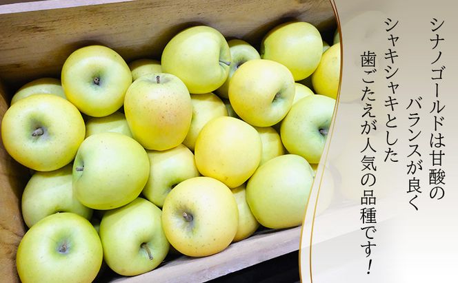 りんご【3月クール便発送】糖度13度以上 訳あり品 家庭用 シナノゴールド約10kg【青森りんご 果物 フルーツ デザート 食後 青森県産 産地直送 贈り物】