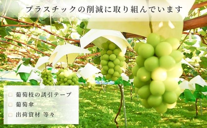 【2026年10月～発送】シャインマスカット 2～4房 約2kg ぶどう ブドウ 葡萄 マスカット 果物 フルーツ 長野県 長野 山ノ内町
