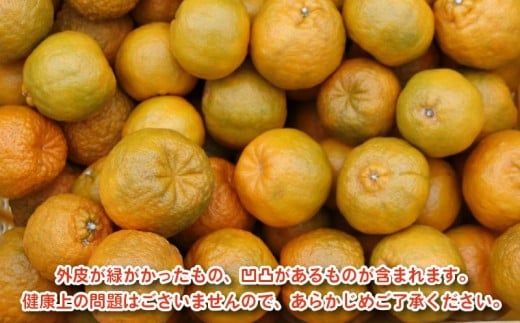 お試し用 訳あり ポンカン 1.5kg 5000円 みかん mikan 蜜柑 ミカン ぽんかん 産地直送 国産 農家直送 糖度 期間限定 数量限定 特産品 ゼリー ジュース アイス 等に 人気 限定 甘い フルーツ 果物 柑橘 美味しい おいしい ジューシー 小玉 含む 規格外 サイズ ミックス 傷み補償 500g ミッチーのおみかん畑 愛南町 愛媛県