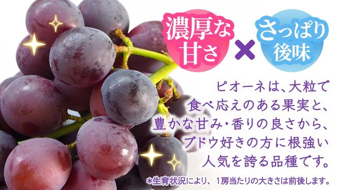 ＼選べる内容量・定期便／ ピオーネ 約1.3kg ～ 5kg （約2房～12房）　単品（1回）・定期便（3か月連続）【2026年8月より発送開始】（茨城県共通返礼品 [ぶどう]：結城市産） ぶどう ブドウ 葡萄 ピオーネ高級 国産 黒ぶどう 旬 お取り寄せ フルーツ 希少品種 デザート