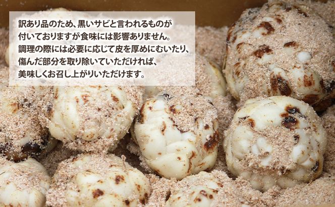 【2026年秋冬発送】甘くてホクホク！北海道富良野産 訳あり ゆり根【1kg】野菜 新鮮 直送