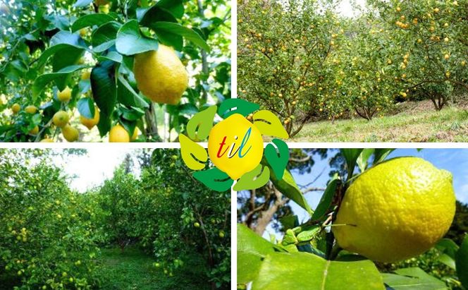 【 小豆島 】豊島レモネード（粉末清涼飲料）10本入り×2袋 飲料 ドリンク 飲み物 粉末 檸檬 レモン 柑橘 レモネード 爽やか 豊島 香川 香川県 土庄 土庄町 