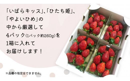 【 先行予約 】 【 定期コース 】 厳選 いちご 4パック 【 毎月 第3木曜に全3回発送 初回発送 2027年1月21日 】 （常陸太田市 共通返礼品 ) 約260g×4パック いばらキッス ひたち姫 やよいひめ から 厳選して お届け 定期便 いちご 数量限定 果物 くだもの フルーツ 苺 イチゴ 数量限定
