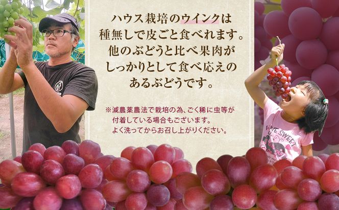 ぶどう 2026年 先行予約 ぶどう ウインク 1房 約500g  減農薬／ハウス栽培 ブドウ 葡萄  岡山県産 国産 フルーツ 果物 ギフト ばんの農園 種なし 