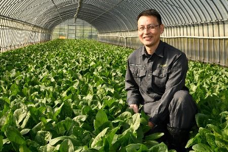 ほうれん草 約1.8kg（150g x 12袋）【ハウス栽培 産地直送 クール便 佐賀県脊振山麓産】(H091114)