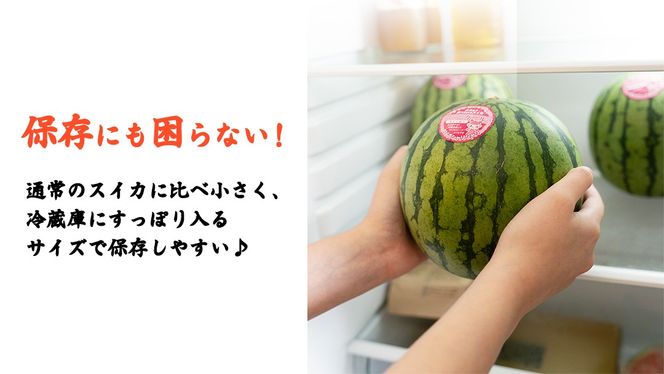 【 訳あり 】 こだますいか 「 ピノ・ガール 」 1玉 2025年産 先行予約 筑西ブランド こだまスイカ 小玉スイカ すいか スイカ フルーツ 果物 [AF080ci]