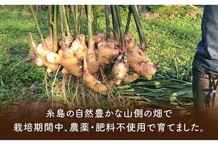 糸島産 生姜 10kg 自然栽培  糸島市 / 大石ファーム [ATE012]
