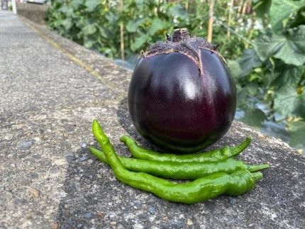 【先行予約・2026年7月発送】京野菜「3種セット」賀茂茄子・万願寺とうがらし・伏見とうがらし 261009_A-DA009