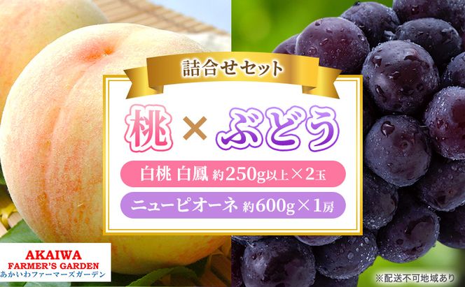 桃 ぶどう 詰合せ 2026年 先行予約 白桃 白鳳 2玉（1玉250g以上） ニュー ピオーネ 1房 約600g 岡山県 赤磐市産 フルーツ 果物 あかいわファーマーズガーデン