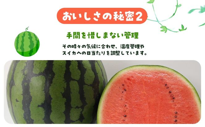 【先行予約・2027年6月下旬頃より発送】娘SUN 2玉 SMAF006