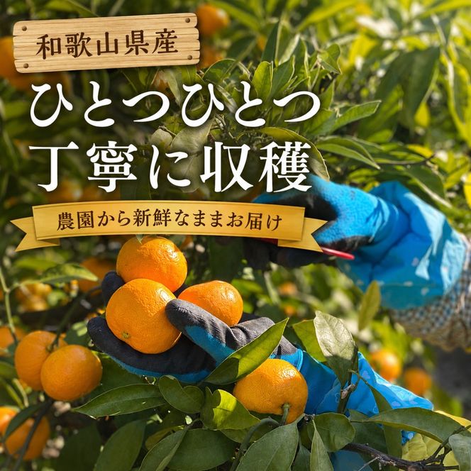 【先行受付】はじめまして 有田みかん 3kg　和歌山県有田川町産　お試し・味重視 BA22