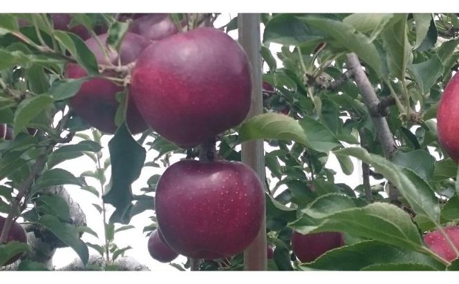 【2026年10月発送】秋映 秀品 約3kg 7～11玉 りんご 果物 信州 長野