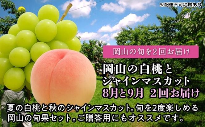 【2026年度発送】岡山の白桃とシャインマスカット 2回 お届け 定期便 （8月・9月）もも モモ シャインマスカット ブドウ 葡萄 岡山県産 国産 フルーツ 果物