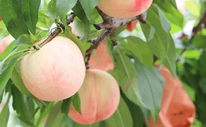 固めの 桃 2027年 先行予約 白桃 晩生種 1.5kg 5～6玉 もも モモ 岡山 国産 フルーツ 果物 ギフト 桃茂実苑