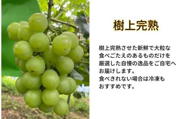 訳あり 瀬戸ジャイアンツ 2房 合計1.0kg以上 産地直送 朝採れ ぶどう 葡萄 岡山 Kawahara Green Farm 岡山県産 2026年 先行予約