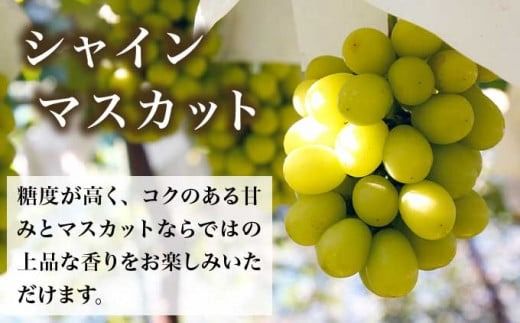 ぶどう 3種詰合せ 旬のぶどうの宝石箱 約1.5kg 3房 ［おぶせファーマーズ］ 果物 フルーツ くだもの ぶどう 葡萄 ブドウ クール便 冷蔵便 令和7年産 【2025年9月中旬～10月下旬発送】 ［F-546］