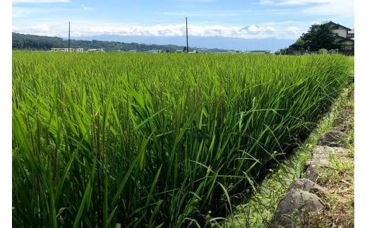 6回 定期便 米 令和8年産 白米 ゆうだい21 5kg×6回 計30kg [穂足農園合同 山梨県 韮崎市 20745232] お米 コメ ご飯 ごはん 山梨県産