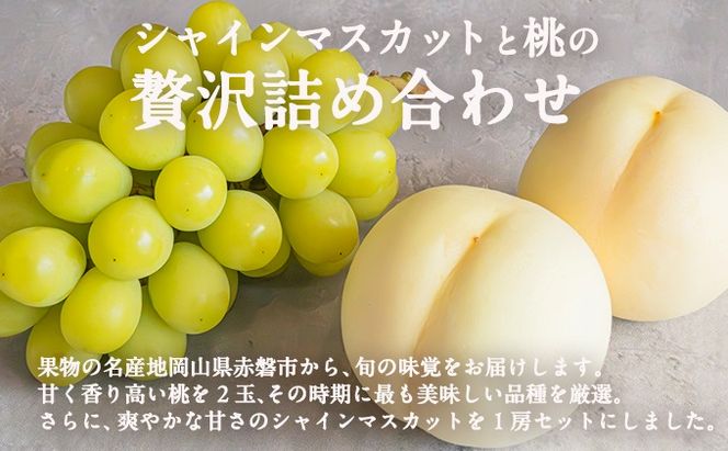 桃 ぶどう 2026年 先行予約 岡山県産 シャインマスカット 大房 1房 白桃 2玉 詰合せ 合計約1.3kg  赤磐市産 フルーツ 果物 ギフト デザート